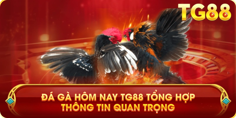 Đá Gà Hôm Nay TG88 Tổng Hợp Thông Tin Quan Trọng