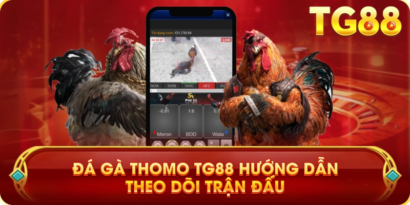 Đá Gà Thomo TG88 Hướng Dẫn Theo Dõi Trận Đấu