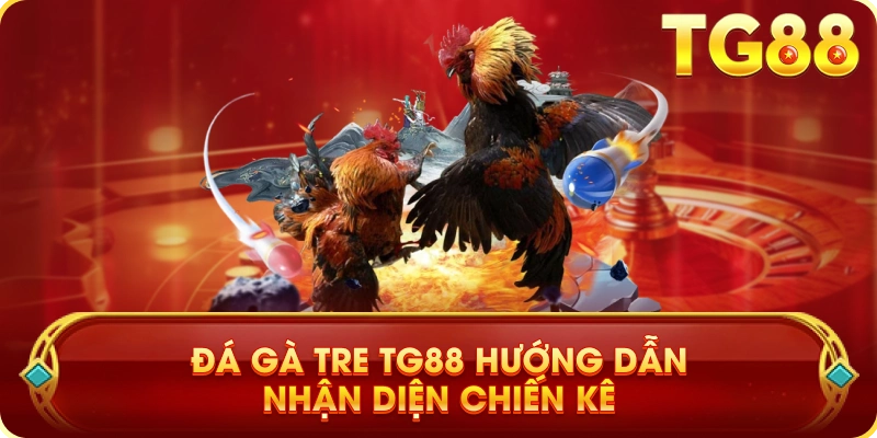 Đá Gà Tre TG88 Hướng Dẫn Nhận Diện Chiến Kê