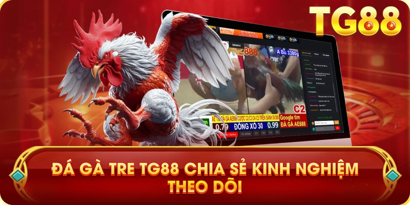 Đá Gà Tre TG88 Chia Sẻ Kinh Nghiệm Theo Dõi