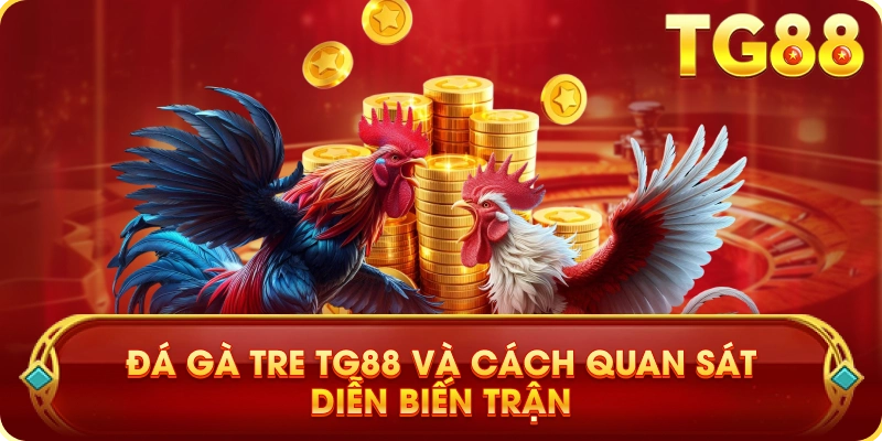 Đá Gà Tre TG88 Và Cách Quan Sát Diễn Biến Trận